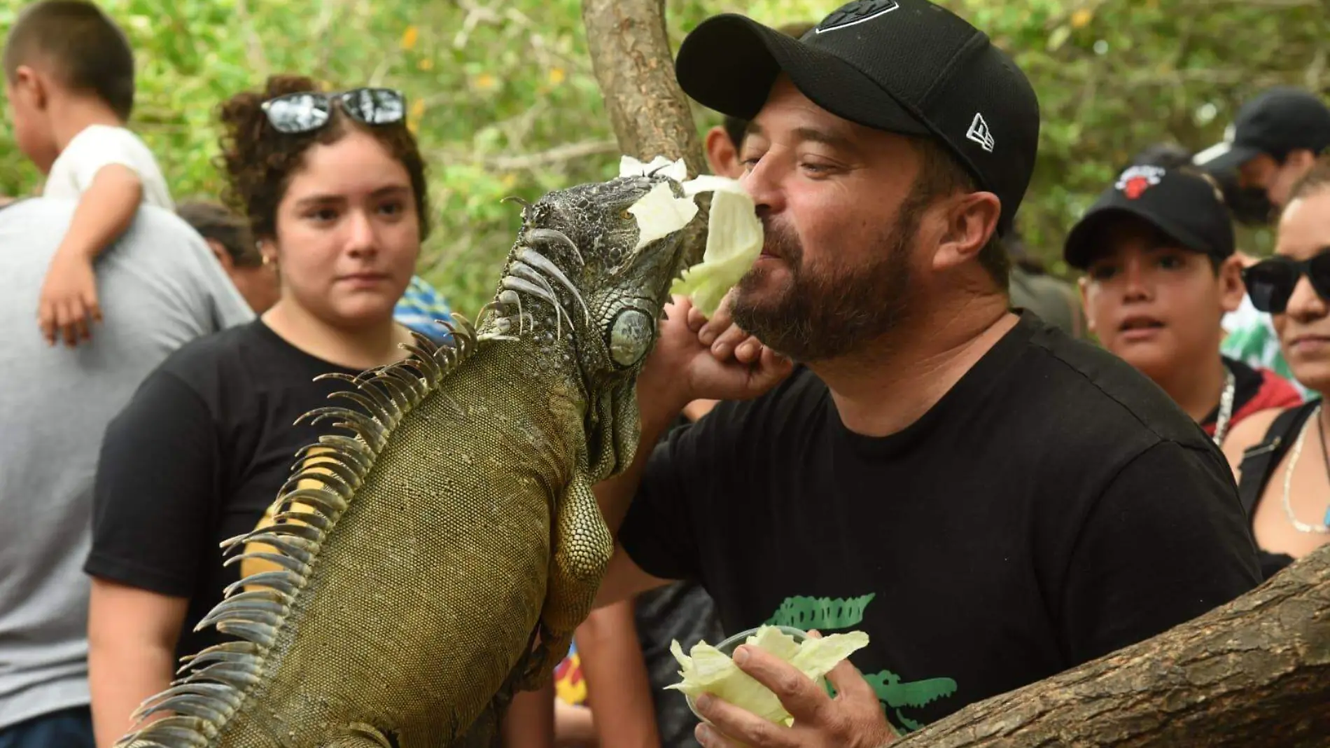 Quienes acuden a la laguna del Carpintero de Tampico deben tener presente que las iguanas son animales herbívoros 